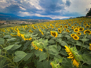 Obraz premium Scenic view featuring vibrant sunflowers blanketing rolling hills in Abruzzo, Italy, set against a backdrop of a cloudy sky