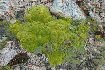 キルギス_アラアルチャ国立公園_Elektro Peak_高山植物