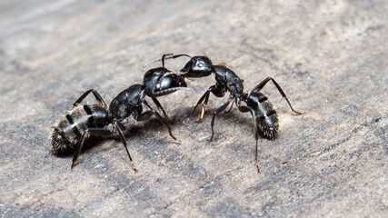 black ant on a black background