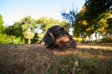 Kleiner RAuhaardackel im Gras