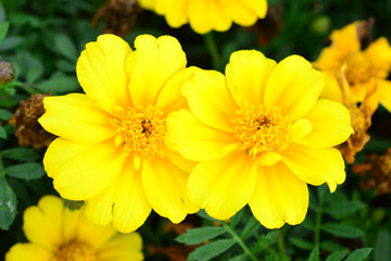 Vibrant Yellow Marigolds Blooming in Sunlight macro