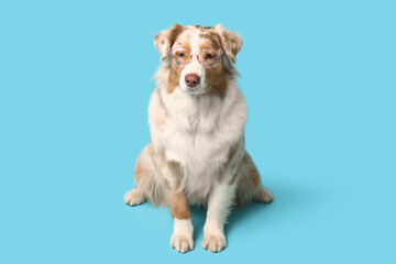 Cute Australian Shepherd dog with eyeglasses on blue background