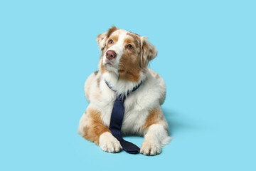 Adorable Australian Shepherd dog with tie lying on blue background