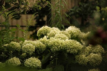 Rispenhortensie in voller Blüte