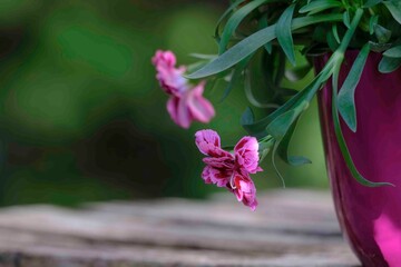 Nelkenpflanze im Topf