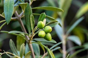 Olivenbaum mit Früchten in Entwicklung
Frische Olivenzweige als zeitloses Naturmotiv