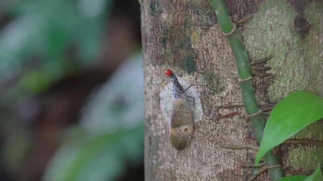 Lanternfly , Fulgorid planthopper ontree in the forest