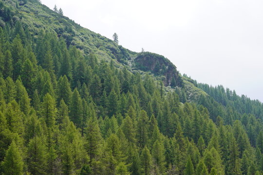 PENDIO ALPINO COPERTO DA PINETE