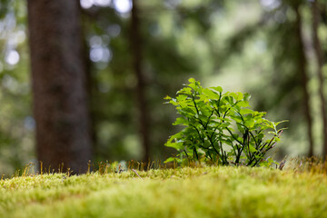 Small wild blueberry plant growing on moss in forest with blurred trees in background
