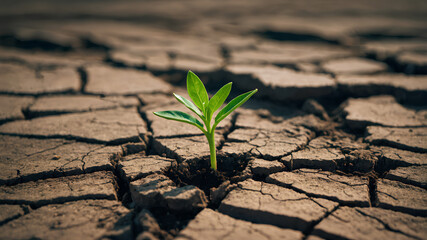 Warm-shadow backlit green sprout in cracked earth — recovery and resilience mood