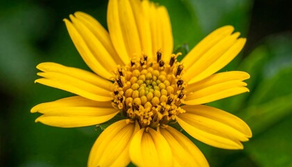 Obraz premium Close-up view of a vibrant yellow flower with intricate details, showcasing its petals and central disc.