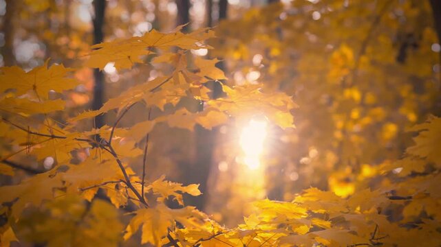 Sunlight filters through golden leaves in a tranquil forest during autumn. The warm tones create a cozy atmosphere, showcasing nature's beauty in this seasonal transition