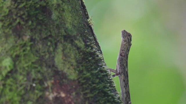 Flying dragon or Flying lizardon a tree