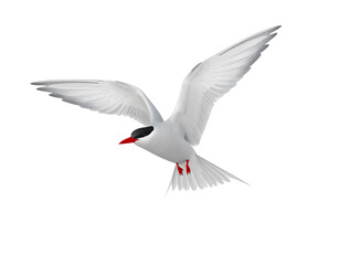 Elegant tern soars gracefully against a bright white backdrop in a moment of freedom