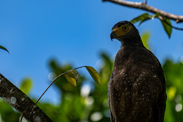 A majestic Crested Serpent Eagle perches on a tree branch, its piercing yellow eyes scanning the surroundings. The bird’s dark brown plumage, speckled with white spots, contrasts with its hooked beak.