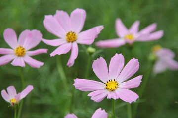 Autumn Cosmos