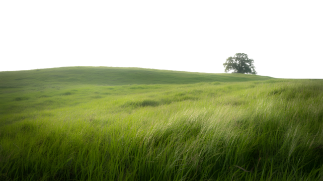 Green Grass Meadow with Single Tree in Countryside
