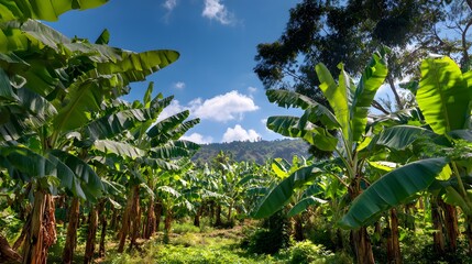 Enchanting Agricultural Landscape of a Vibrant Banana Plantation Blending a Mosaic of Diverse Fruit Clusters Under a Clear Blue Sky