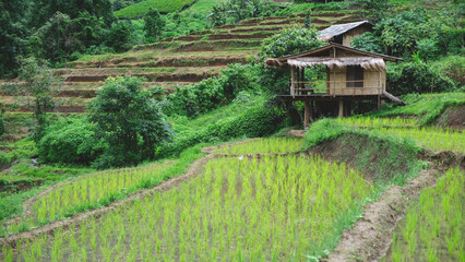 Rice terraces and wooden hut on cloudy day