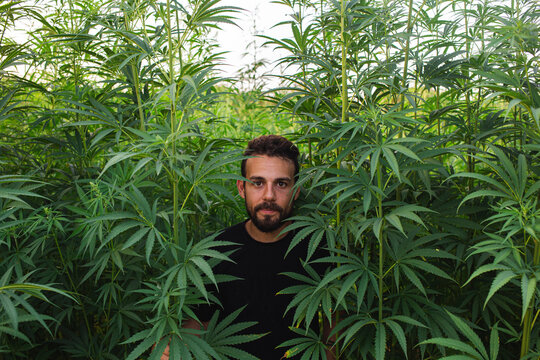 Man amidst cannabis plants in field