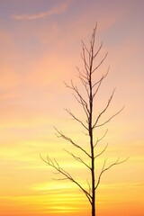 Obraz premium A stark silhouette of a bare tree against a vibrant sunset sky backdrop image Mobile wallpaper.