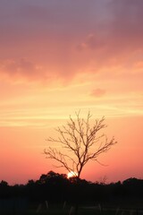 Silhouette of a bare tree against a vibrant sunset sky with orange and pink hues Mobile wallpaper.