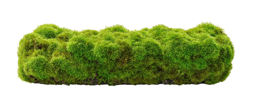 Dense, vibrant green moss patch
