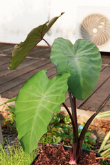 Close-up of a plant from Philodendron family
