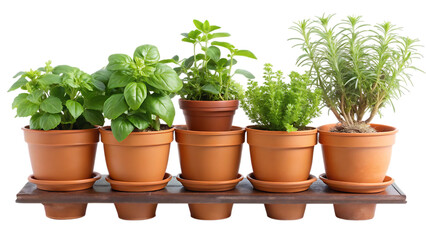 Fototapeta premium Balcony with Small Herb Garden in Terracotta Pots – Basil, Rosemary, Isolated on Transparent Background, PNG, AI Generated