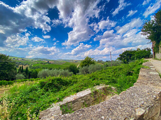 Rolling vineyards and silvery olive trees covering undulating Tuscan landscape, sunlight...