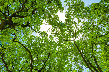 Green trees under sunlight in looking up angle for ESG sustainability use