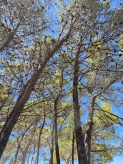 view of pine forest trees where the sunbeams shine through