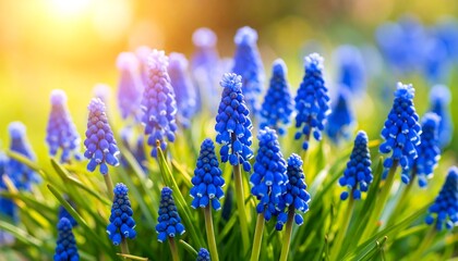 Vibrant Muscari Armeniacum: A Close-Up of Grape Hyacinths in Spring Sunlight