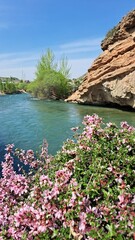 Coastal tamarisk bushes covered with small pink flowers grow against the backdrop of a clear blue river.