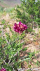 A single flower with a dense, spherical inflorescence of a rich purple-violet hue, rises on a long and thin stem.