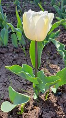 The bud is fully formed, but has not yet fully opened.