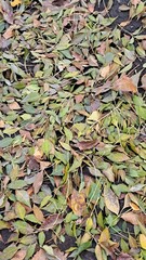 A thick layer of fallen leaves lying on the ground, leaves in various stages of wilting.