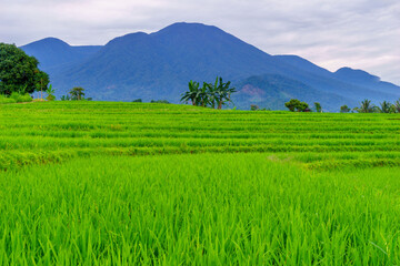 Fototapeta premium Wonderful sunrise scenery indonesia nature mountain valley forest with bright sky