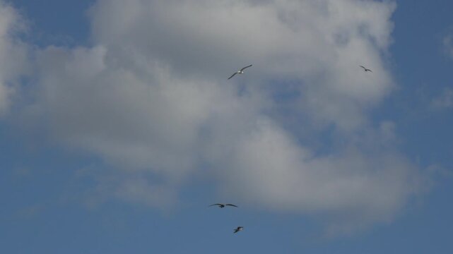 Seagulls clouds blue sky birds fly in daylight over open area for migration