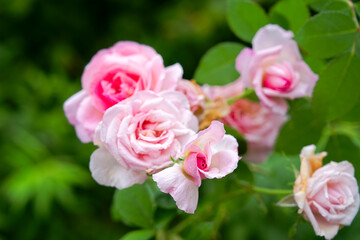 Close-up of pink rose flowers at garden on a rainy summer day. Photo taken August 20th, 2025,...