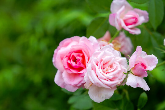 Close-up of pink rose flowers at garden on a rainy summer day. Photo taken August 20th, 2025, Zurich, Switzerland.