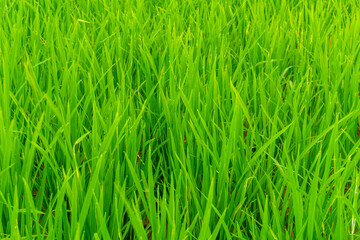 Wonderful sunrise scenery indonesia nature mountain valley forest with bright sky