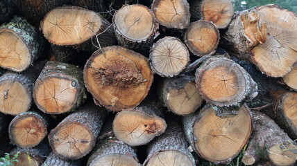 ends of cut trees with texture of dried rings and cracks in structure, natural wooden forest background, dry logs stacked on top of each other image full frame