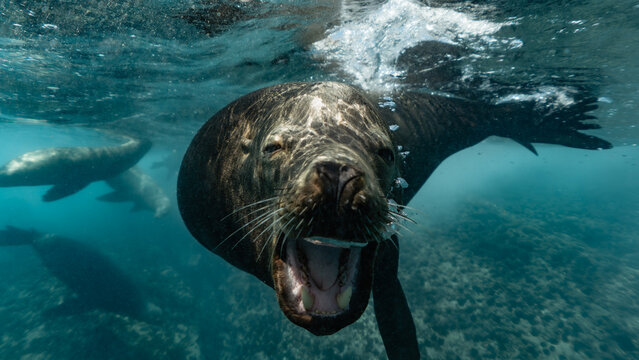 Sea lion and the mock charge