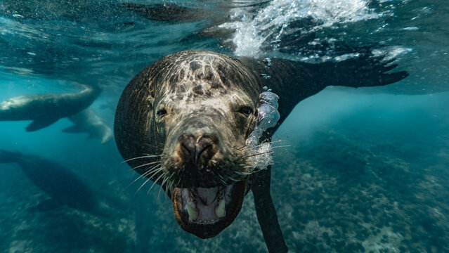 Sea lion and the mock charge