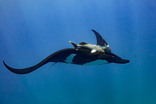 Sa majest&eacute; la raie Manta g&eacute;ante du pacifique