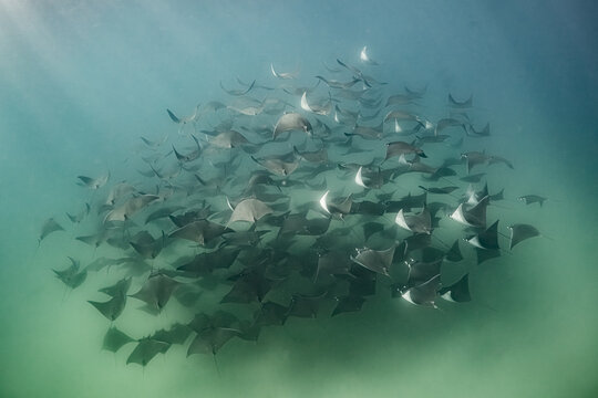 The mobulas flight