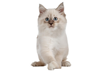 Obraz premium Ragdoll cat, small funny kitten play Isolated on transparent or white background