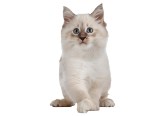 Ragdoll cat, small funny kitten play Isolated on transparent or white background