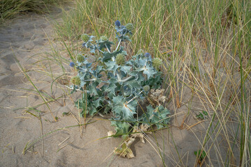 Panicaut maritime, eryngium maritimum , Oyat, Ammophila arenaria, Dunes, Fromentine, Vendée, 85, France